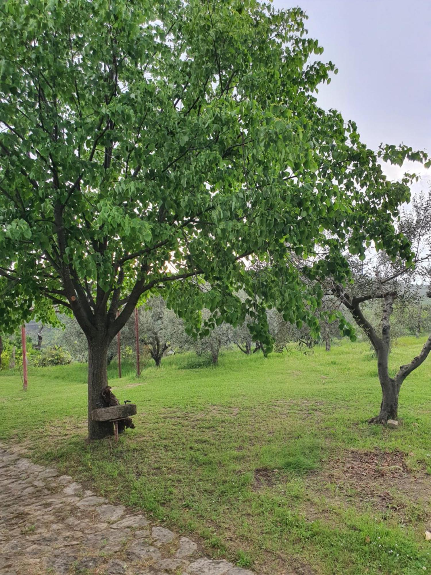 Apartma Vista Baredi Izola Dış mekan fotoğraf